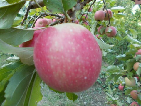 images/stories/virtuemart/product/Cripps pink